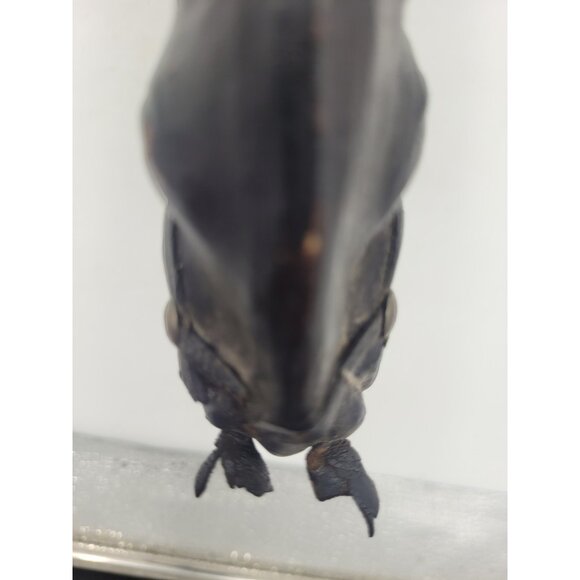 Vintage Large 14" LEATHER Wrapped Rearing Horse Figure W/ Saddle - Picture 15 of 16